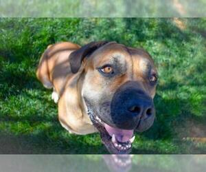 Bullmastiff Dogs for adoption in Clayton, CA, USA