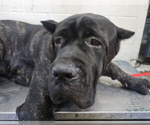 Mutt Dogs for adoption in San Bernardino, CA, USA