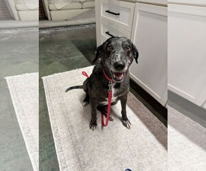 Mutt Dogs for adoption in Denton, TX, USA