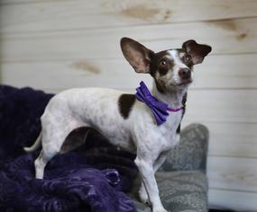 Rat-Cha Dogs for adoption in Rockwall, TX, USA