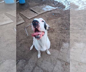 Great Dane Dogs for adoption in Bullard, TX, USA