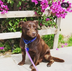 Doxie-Pin Dogs for adoption in Newport Beach, CA, USA