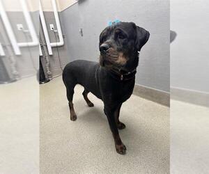 Rottweiler-Unknown Mix Dogs for adoption in Las Vegas, NV, USA