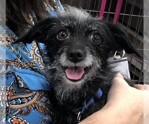 Poodle (Miniature)-Unknown Mix Dogs for adoption in Queen Creek, AZ, USA