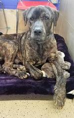 Mastiff-Unknown Mix Dogs for adoption in Mission, KS, USA