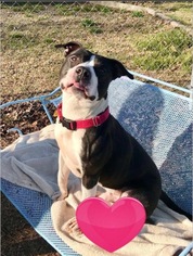 Staffordshire Bull Terrier Dogs for adoption in Virginia Beach, VA, USA
