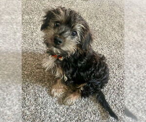 Havanese Dogs for adoption in Brooklyn Center, MN, USA