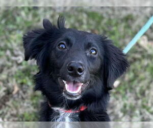 Border-Aussie Dogs for adoption in Cookeville, TN, USA