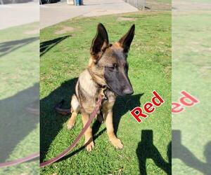 German Shepherd Dog-Unknown Mix Dogs for adoption in La Mesa, CA, USA