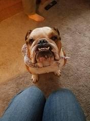 Bulldog Dogs for adoption in Lewistown, PA, USA
