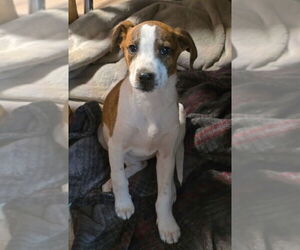 Labrador Retriever-Unknown Mix Dogs for adoption in Brewster, NY, USA