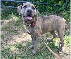 Bulldog Dogs for adoption in Tarrytown, GA, USA
