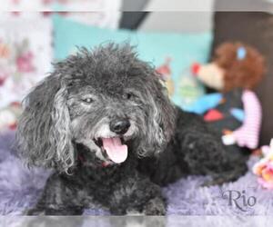 Poodle (Miniature) Dogs for adoption in Montgomery, TX, USA