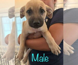 Black Mouth Cur-Unknown Mix Dogs for adoption in Brooksville, FL, USA
