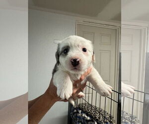 Mutt Dogs for adoption in Sequim, WA, USA