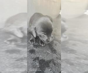 Mutt Dogs for adoption in San Antonio, TX, USA