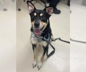 German Shepherd Dog-Unknown Mix Dogs for adoption in Center Township, PA, USA