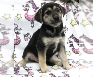 Mutt Dogs for adoption in Thief River Falls, MN, USA