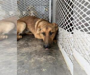 Mutt Dogs for adoption in Bakersfield, CA, USA