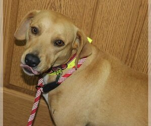 Mutt Dogs for adoption in Neillsville, WI, USA
