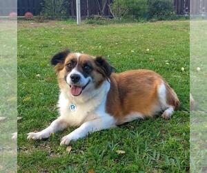 Basset Hound-Unknown Mix Dogs for adoption in Osteen, FL, USA
