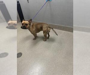 American Pit Bull Terrier-Unknown Mix Dogs for adoption in Las Vegas, NV, USA
