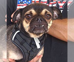 Pug-Unknown Mix Dogs for adoption in Carrollton, TX, USA