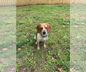 Beagle Dogs for adoption in Greenville, SC, USA