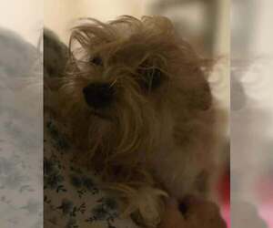 Chihuahua-Unknown Mix Dogs for adoption in New York, NY, USA