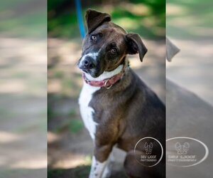 Medium Photo #16 Borador Puppy For Sale in Brewster, NY, USA