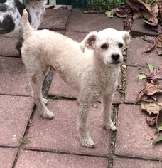 Poodle (Miniature) Dogs for adoption in Weston, FL, USA