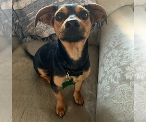 Chiweenie Dogs for adoption in Orlando, FL, USA
