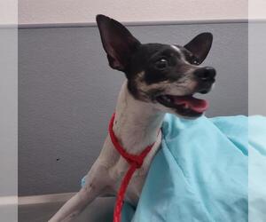 Chihuahua-Unknown Mix Dogs for adoption in Las Vegas, NV, USA