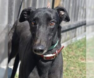 Greyhound Dogs for adoption in Grandville, MI, USA