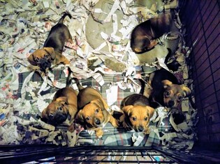 Medium Photo #1 Dachshund-Unknown Mix Puppy For Sale in Newnan, GA, USA