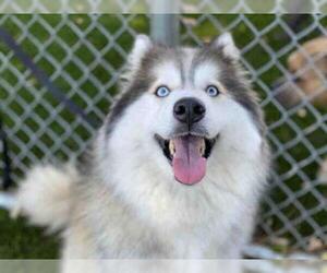Alusky Dogs for adoption in Downey, CA, USA