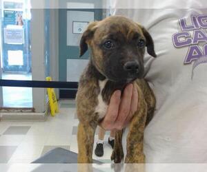 American Pit Bull Terrier-Unknown Mix Dogs for adoption in Oklahoma City, OK, USA