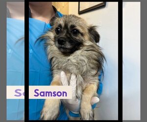 Shiranian Dogs for adoption in Hoisington, KS, USA
