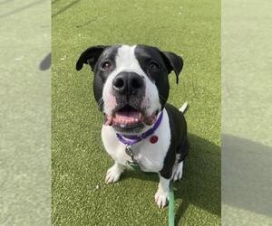 American Pit Bull Terrier Dogs for adoption in Boston, MA, USA