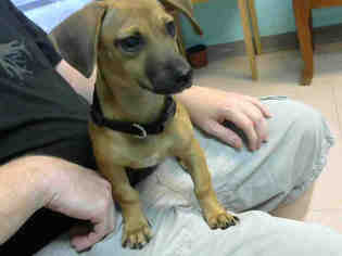 Dachshund Dogs for adoption in Lufkin, TX, USA