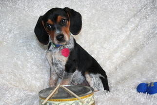 Beagle Dogs for adoption in Sioux Falls, SD, USA