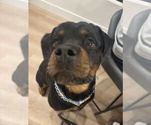 Rottweiler Dogs for adoption in Gilbert, AZ, USA