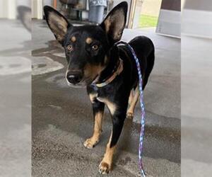 Australian Kelpie-Unknown Mix Dogs for adoption in Camarillo, CA, USA