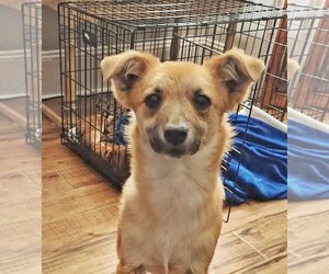 Chihuahua-Shiba Inu Mix Dogs for adoption in Fultonham, NY, USA
