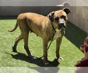 American Bandogge mastiff Dogs for adoption in Moreno Valley, CA, USA