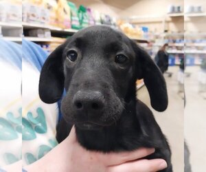 Labrador Retriever Dogs for adoption in Aurora, IN, USA