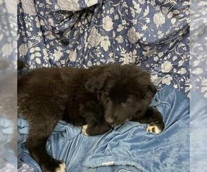Mutt Dogs for adoption in Modesto, CA, USA