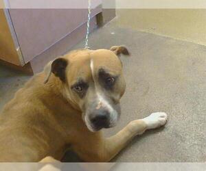 Mastiff-Unknown Mix Dogs for adoption in Sacramento, CA, USA