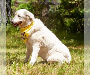 Akbash-Great Pyrenees Mix Dogs for adoption in Hamilton, MT, USA