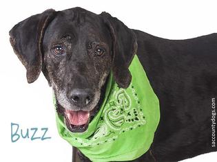 Plott Hound Dogs for adoption in Sacramento, CA, USA
